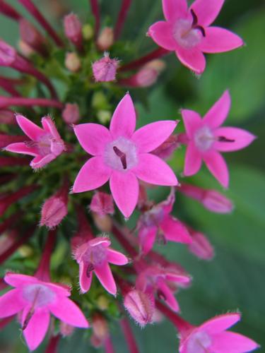 Egyptian Star Cluster