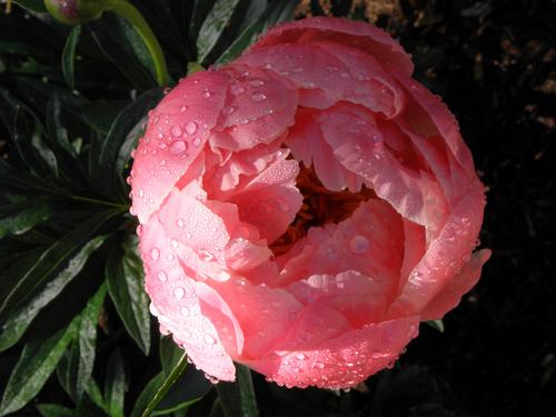 Garden Peony