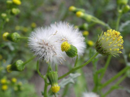 Pilewort