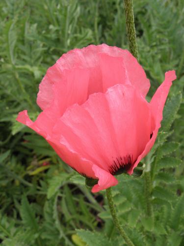 Raspberry Queen Oriental Poppy