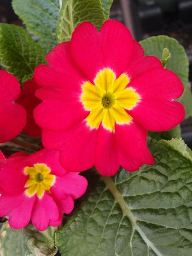 Primrose Red Bicolor