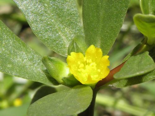 Common Purslane