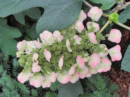 Oakleaf Hydrangea