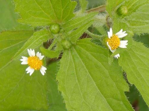 Common Quickweed