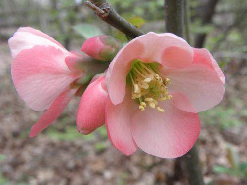 Moerloose Flowering Quince