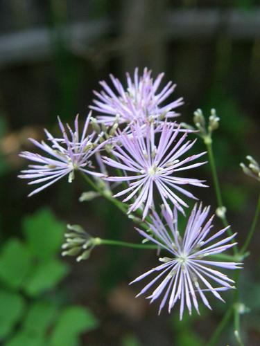 Columbine Meadow Rue