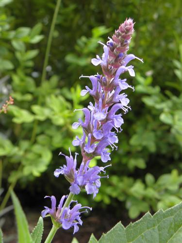 Meadow Sage