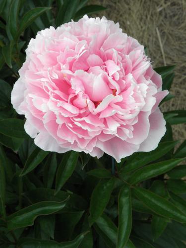 Sarah Bernhard Peony