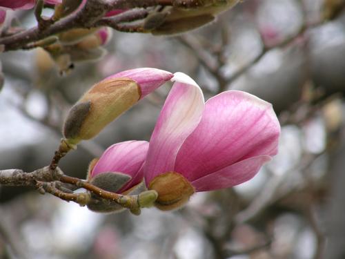 Saucer Magnolia