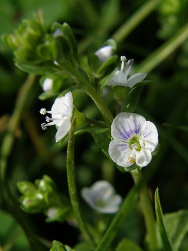 Thyme-leaved Speedwell