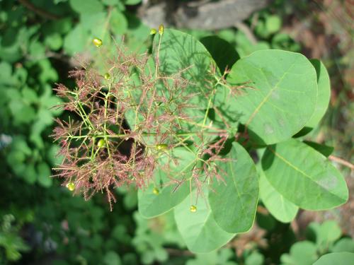 Smoke Tree
