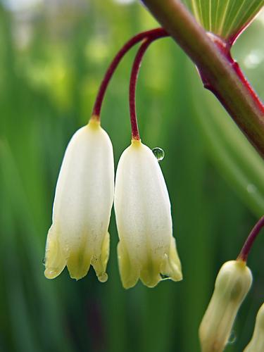 Japanese Solomon's Seal