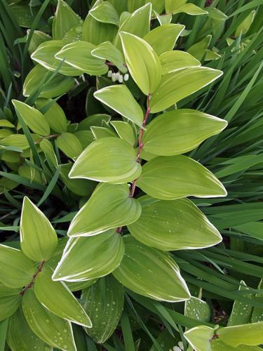 Japanese Solomon's Seal