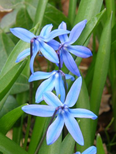 Siberian Squill