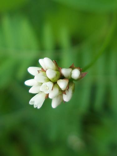 Arrow-leaved Tearthumb