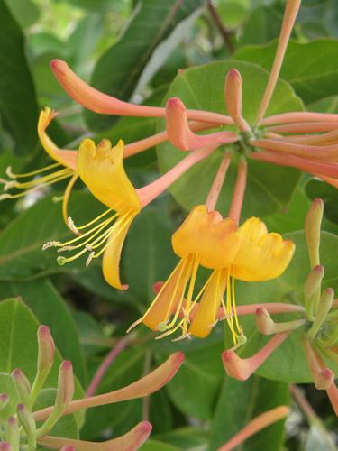 Tellmanns Honeysuckle