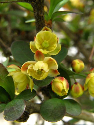 Japanese Barberry