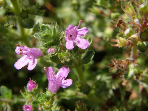 Creeping Thyme