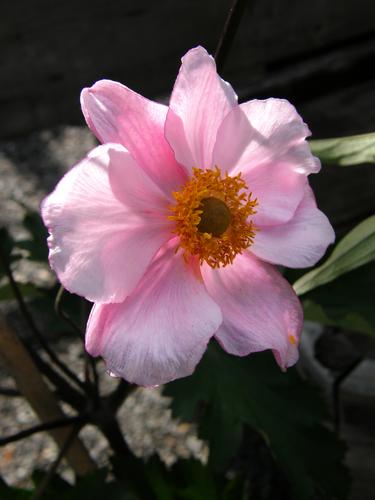 Grape-leaf Anemone