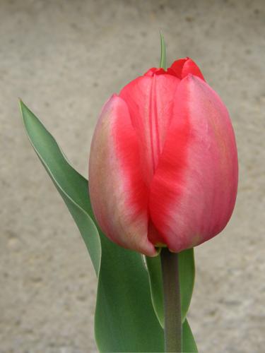 Garden Tulip