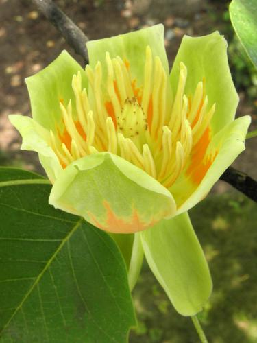 Tulip Tree