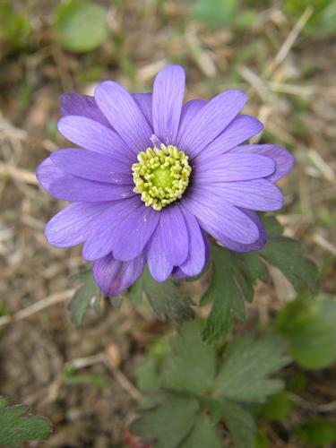 Grecian Windflower (Anemone blanda) in April at Nashua in southern New Hampshire