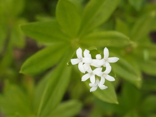 Sweet Woodruff