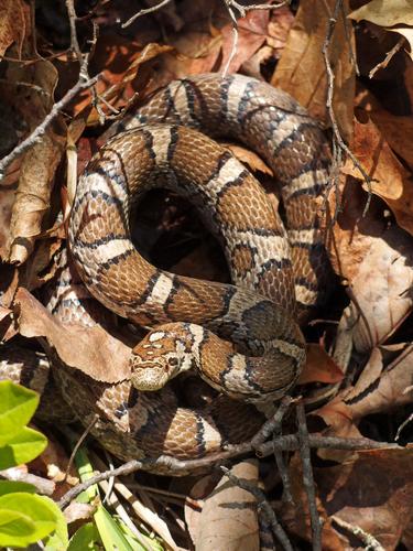 milk snake on the trail to Negus Mountain in northwestern Massachusetts