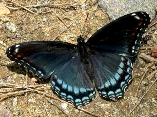 Red-spotted Purple butterfly (Limenitis arthemis) in June on the trail to Neville Peak in southern NH