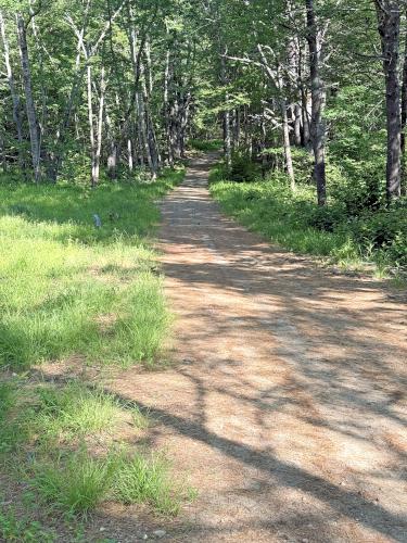 woods road in June at Neville Peak in southern NH