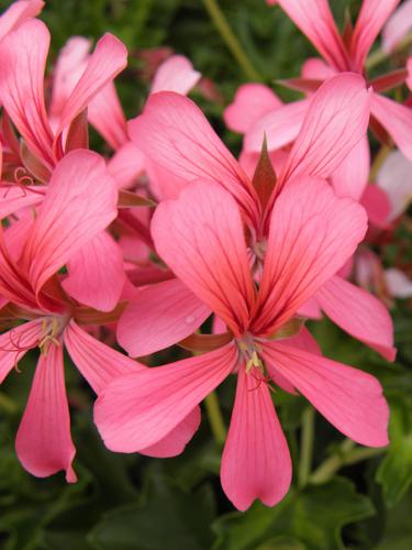 Ivy-leaved Geranium