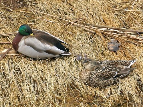 ducks in March at Newburyport in eastern Massachusetts