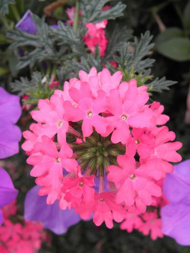 Sissinghurst Vervain