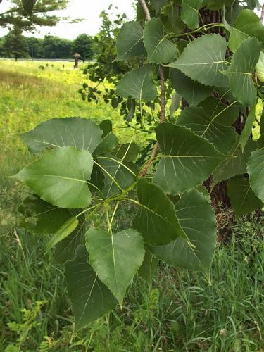 Cottonwood spend seed shells at Northfield Mountain in north central Massachusetts