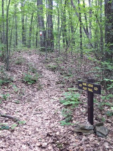 Rose Ledge Trail at Northfield Mountain in north central Massachusetts