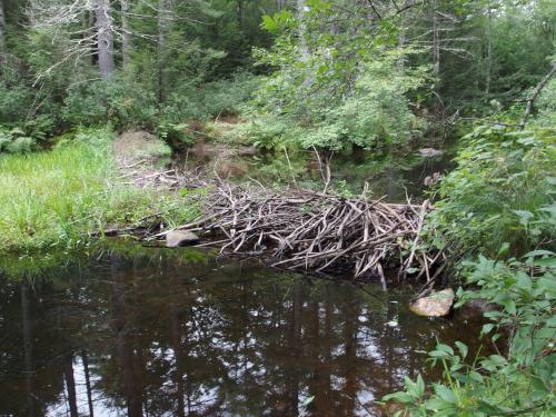 beaver dam at North River Preserve in southern New Hampshire