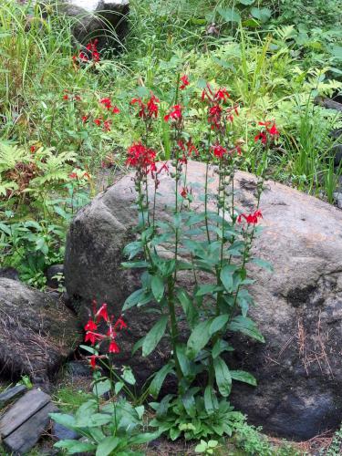 Cardinal Flower (Lobelia cardinalis) at North River Preserve in southern New Hampshire