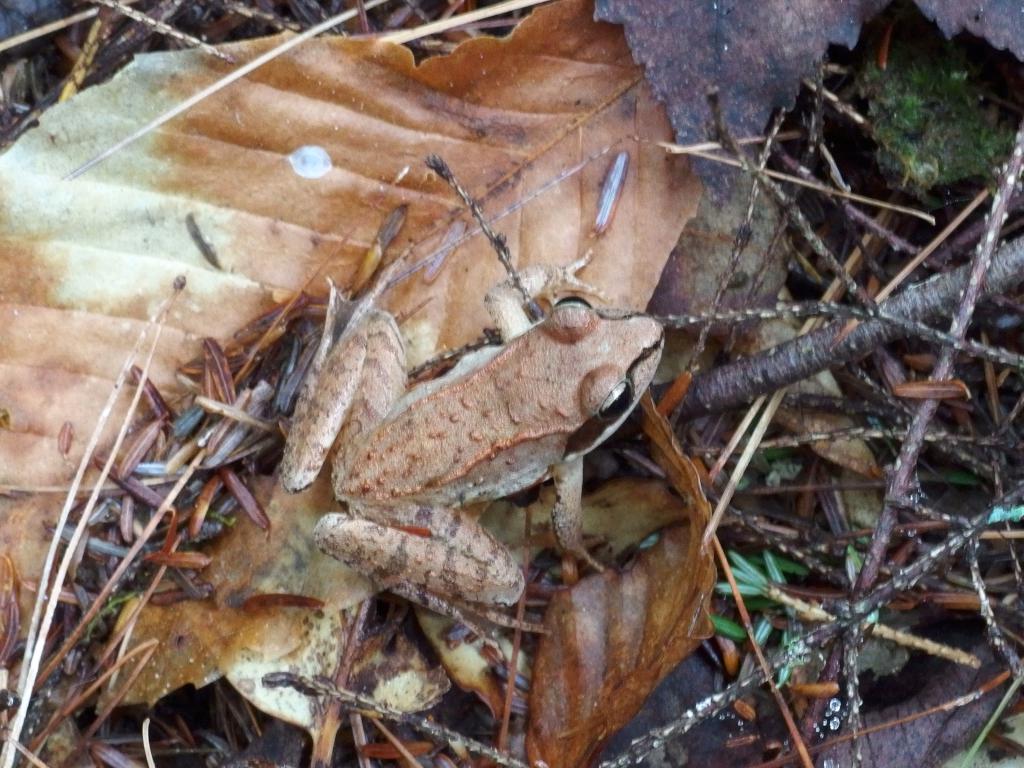 Wood Frog (Rana sylvatica) in August at North River Preserve in southern New Hampshire