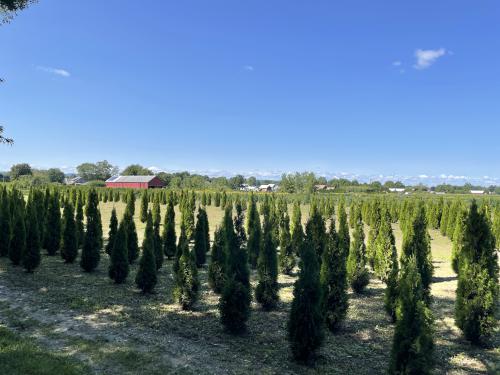 tree farm in September beside the Norwottuck Rail Trail near Northampton in northern Massachusetts