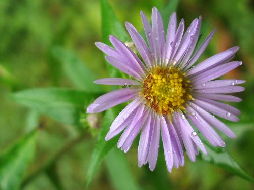 New England Aster