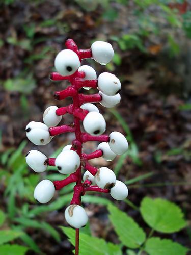 White Baneberry berries