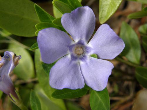 Periwinkle