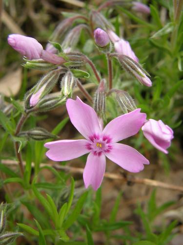 Moss Pink (Phlox subulata)