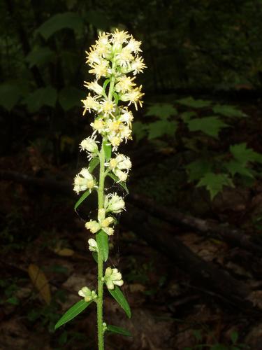 Silverrod flower