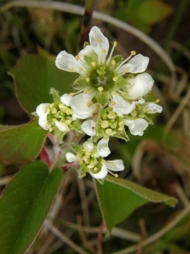 Black Chokeberry (Pyrus melanocarpa)