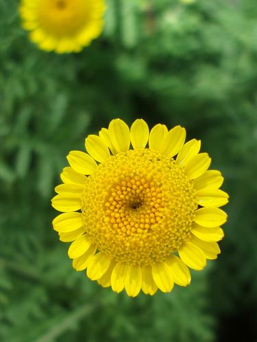 Golden Marguerite