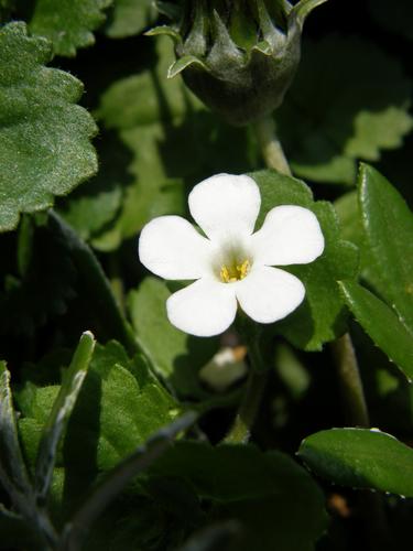 Cabana White Bacopa