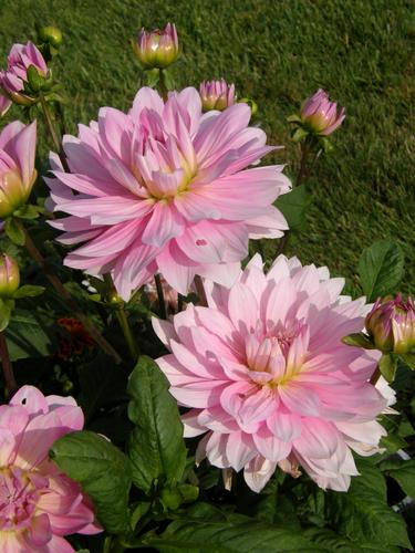 Alloway Candy Dahlia