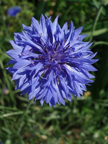 Bachelor Button (Centaurea cyanus)