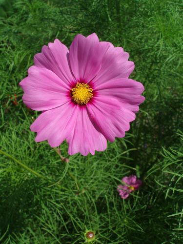 Cosmos (cosmos bipinnatus)